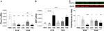 PDGFRA Antibody in Western Blot (WB)