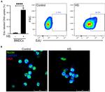 GAPDH Antibody in Immunocytochemistry (ICC/IF)