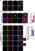 TIA1/TIAL1 Antibody in Immunocytochemistry (ICC/IF)