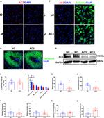 Adenylate Cyclase 3 Antibody in Western Blot (WB)