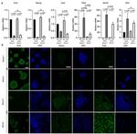 PAX6 Antibody in Immunocytochemistry (ICC/IF)