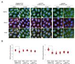 PMP70 Antibody in Immunocytochemistry (ICC/IF)