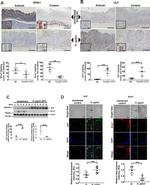 TRIP12 Antibody in Immunohistochemistry (IHC)