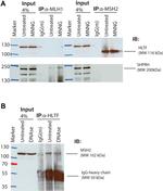 HLTF Antibody in Immunoprecipitation (IP)