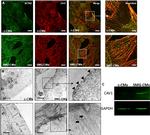 Cardiac Troponin T Antibody in Immunocytochemistry (ICC/IF)