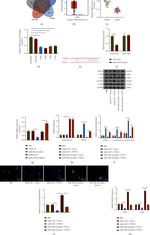 WWC2 Antibody in Western Blot (WB)