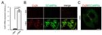 Connexin 26 Antibody in Immunocytochemistry (ICC/IF)