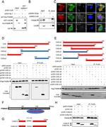 PSMB5 Antibody in Immunocytochemistry (ICC/IF)