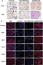 Claudin 10 Antibody in Immunohistochemistry (Paraffin) (IHC (P))