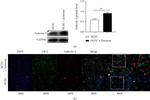 Galectin 3 Antibody in Immunocytochemistry (ICC/IF)