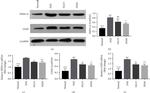 HSPA1A Antibody in Western Blot (WB)