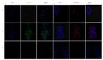 SOX2 Antibody in Immunocytochemistry (ICC/IF)