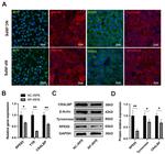 MiTF Antibody in Immunocytochemistry (ICC/IF)