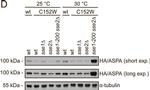 Rat IgG (H+L) Secondary Antibody in Western Blot (WB)