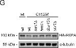 Rat IgG (H+L) Secondary Antibody in Western Blot (WB)