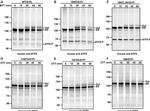 Mouse IgG (H+L) Highly Cross-Adsorbed Secondary Antibody in Western Blot (WB)