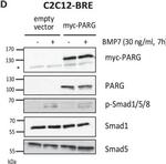 Rabbit IgG (H+L) Secondary Antibody in Western Blot (WB)