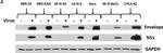 Rabbit IgG (H+L) Secondary Antibody in Western Blot (WB)