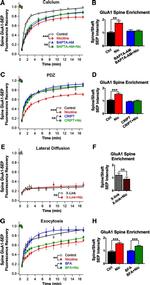 GFP Antibody in Neutralization (Neu)