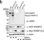 Mouse IgG (H+L) Secondary Antibody in Western Blot (WB)