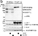 Mouse IgG (H+L) Secondary Antibody in Western Blot (WB)