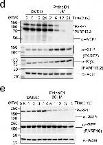 Mouse IgG (H+L) Secondary Antibody in Western Blot (WB)