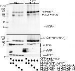 Mouse IgG (H+L) Secondary Antibody in Western Blot (WB)