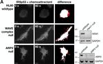 Rabbit IgG (H+L) Secondary Antibody in Western Blot (WB)