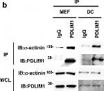 Rabbit IgG (H+L) Secondary Antibody in Western Blot (WB)