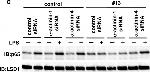 Rabbit IgG (H+L) Secondary Antibody in Western Blot (WB)