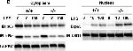 Rabbit IgG (H+L) Secondary Antibody in Western Blot (WB)