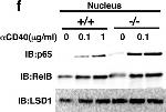 Rabbit IgG (H+L) Secondary Antibody in Western Blot (WB)