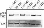 Rabbit IgG (H+L) Secondary Antibody in Western Blot (WB)