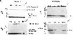 Rabbit IgG (H+L) Secondary Antibody in Western Blot (WB)