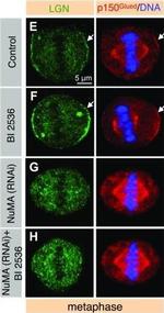 Mouse IgG (H+L) Cross-Adsorbed Secondary Antibody in Immunocytochemistry (ICC/IF)