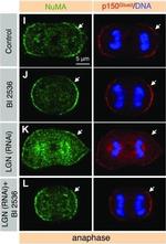 Mouse IgG (H+L) Cross-Adsorbed Secondary Antibody in Immunocytochemistry (ICC/IF)