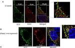 Rabbit IgG (H+L) Highly Cross-Adsorbed Secondary Antibody in Immunocytochemistry (ICC/IF)