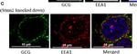 Rabbit IgG (H+L) Highly Cross-Adsorbed Secondary Antibody in Immunocytochemistry (ICC/IF)