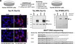 Mouse IgG (H+L) Highly Cross-Adsorbed Secondary Antibody in Immunocytochemistry (ICC/IF)