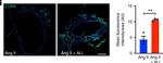 Rat IgG (H+L) Cross-Adsorbed Secondary Antibody in Immunohistochemistry (Frozen) (IHC (F))