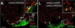 Rabbit IgG (H+L) Cross-Adsorbed Secondary Antibody in Immunohistochemistry (Frozen) (IHC (F))