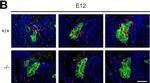 Mouse IgG (H+L) Cross-Adsorbed Secondary Antibody in Immunohistochemistry (Frozen) (IHC (F))