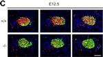 Mouse IgG (H+L) Cross-Adsorbed Secondary Antibody in Immunohistochemistry (Frozen) (IHC (F))