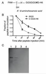 Fluorescein/Oregon Green Antibody in Western Blot (WB)