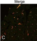 Chicken IgY (H+L) Secondary Antibody in Immunohistochemistry (Frozen) (IHC (F))