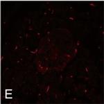 Rat IgG (H+L) Cross-Adsorbed Secondary Antibody in Immunohistochemistry (Frozen) (IHC (F))