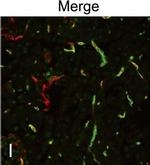 Rat IgG (H+L) Cross-Adsorbed Secondary Antibody in Immunohistochemistry (Frozen) (IHC (F))