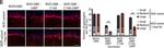 Mouse IgG (H+L) Highly Cross-Adsorbed Secondary Antibody in Immunohistochemistry (Frozen) (IHC (F))