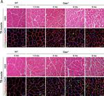 Mouse IgG1 Cross-Adsorbed Secondary Antibody in Immunohistochemistry (Frozen) (IHC (F))