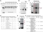 Nanog Antibody in Western Blot (WB)